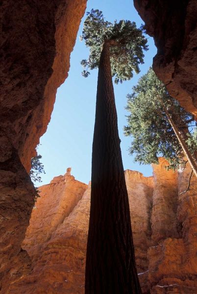 UT, Bryce Canyon Tall pine in Wall Street canyon